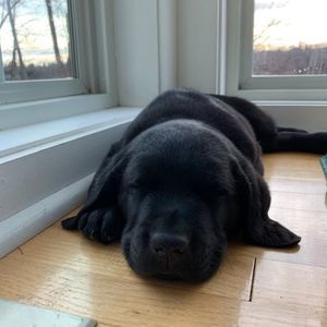 Meet your Posher, Mary